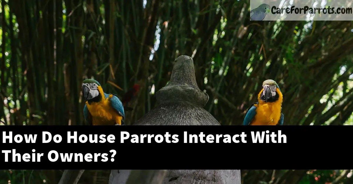 How Do House Parrots Interact With Their Owners?