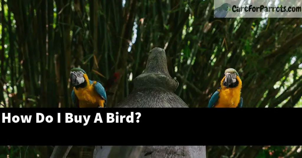 How Do I Buy A Bird? Care For Parrots