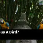 How Do I Buy A Bird?