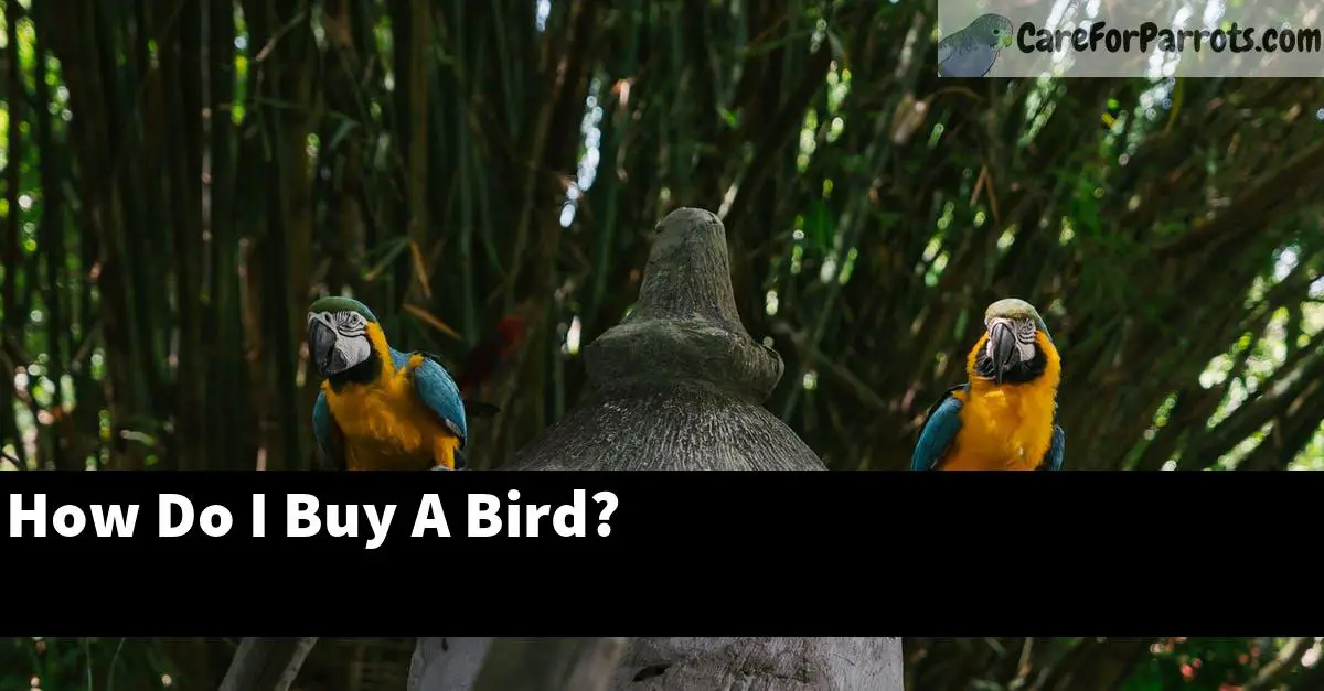 How Do I Buy A Bird?