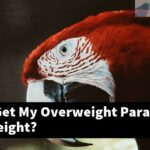 How Do I Get My Overweight Parakeet To Lose Weight?
