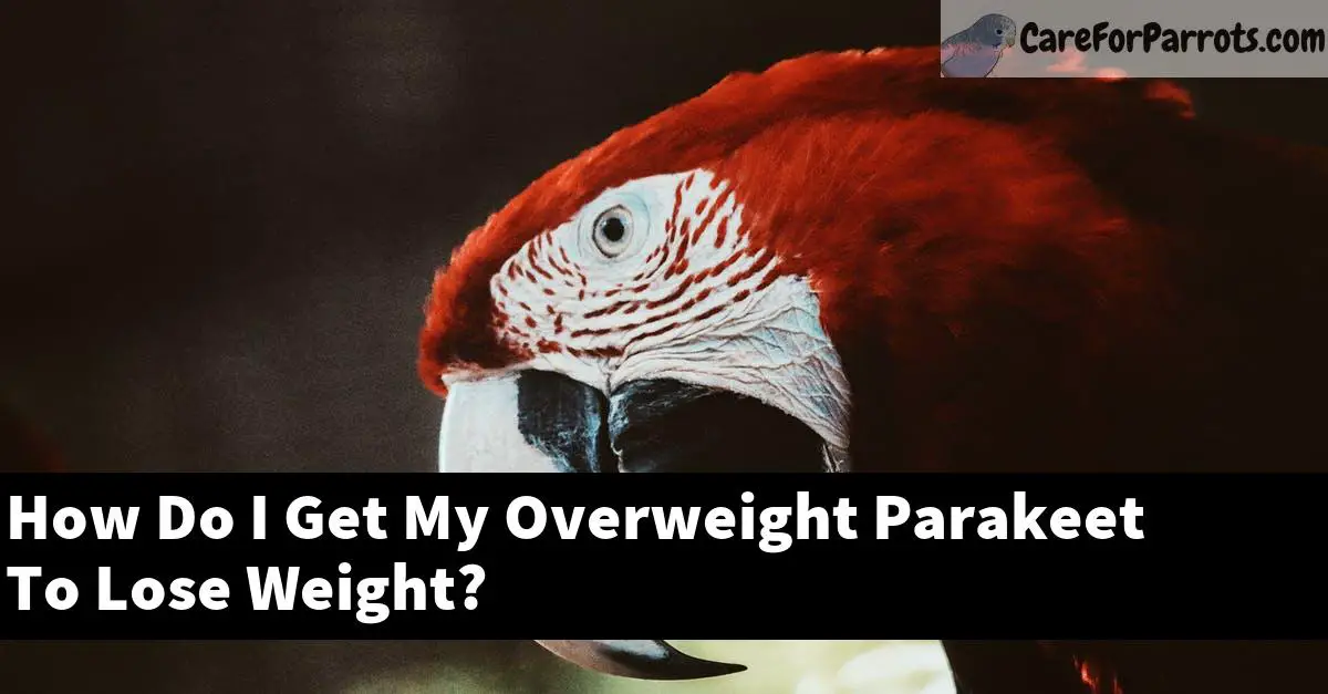 How Do I Get My Overweight Parakeet To Lose Weight?