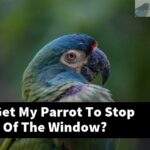 How Do I Get My Parrot To Stop Flying Out Of The Window?