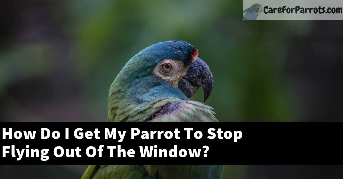 How Do I Get My Parrot To Stop Flying Out Of The Window?