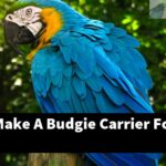 How Do I Make A Budgie Carrier For My Bird?