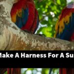 How Do I Make A Harness For A Sun Conure?