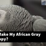 How Do I Make My African Gray Parrot Happy?