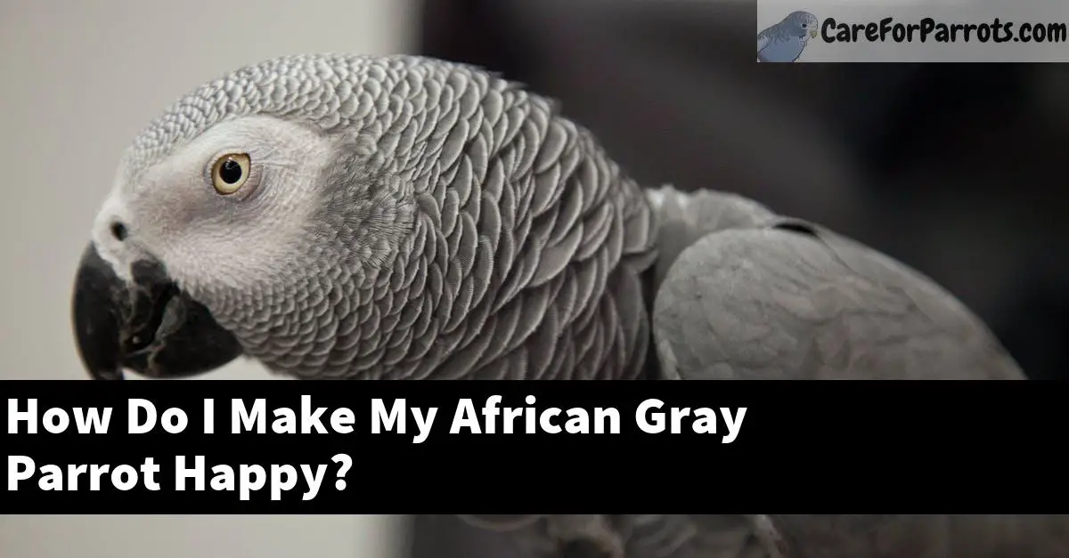 How Do I Make My African Gray Parrot Happy?
