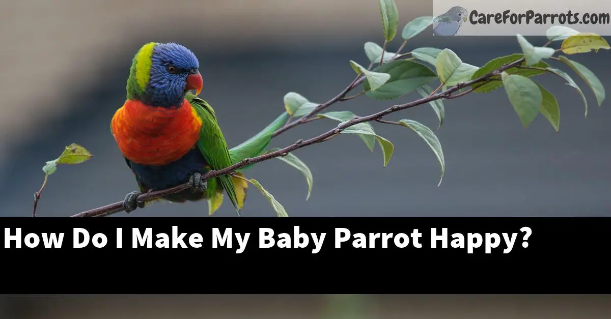 How Do I Make My Baby Parrot Happy?