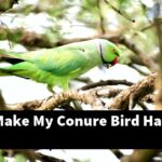 How Do I Make My Conure Bird Happy?