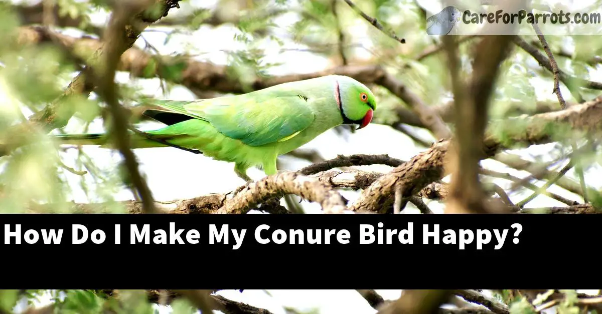 How Do I Make My Conure Bird Happy?