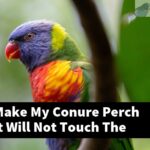 How Do I Make My Conure Perch Taller So It Will Not Touch The Ground?