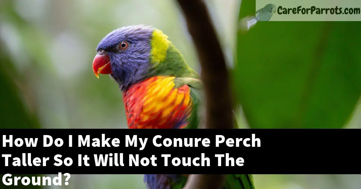 How Do I Make My Conure Perch Taller So It Will Not Touch The Ground?