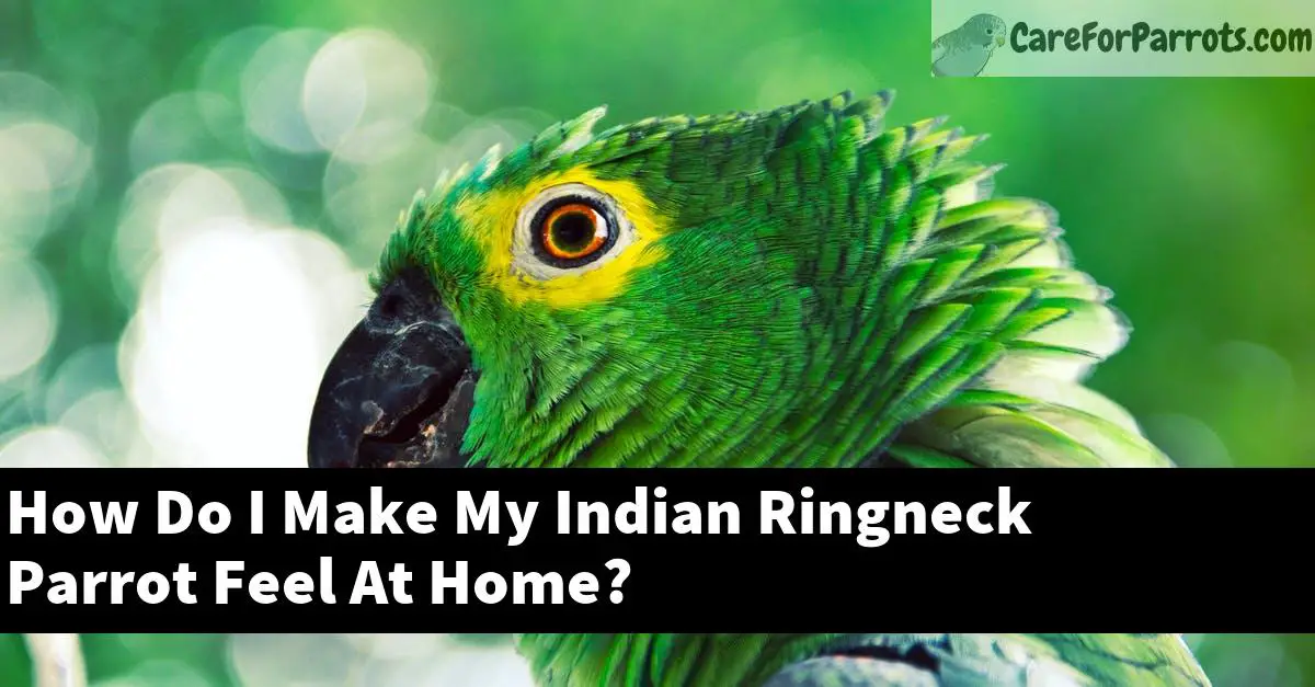 How Do I Make My Indian Ringneck Parrot Feel At Home?