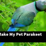 How Do I Make My Pet Parakeet Happy?