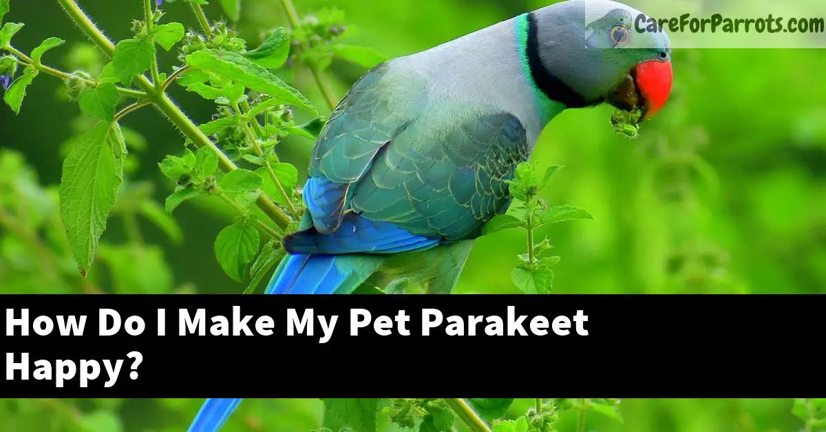 How Do I Make My Pet Parakeet Happy?