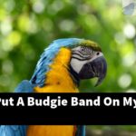 How Do I Put A Budgie Band On My Bird?