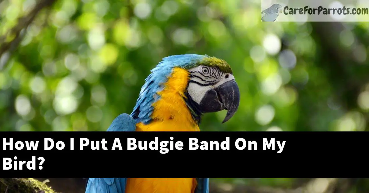 How Do I Put A Budgie Band On My Bird?