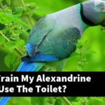 How Do I Train My Alexandrine Parrot To Use The Toilet?