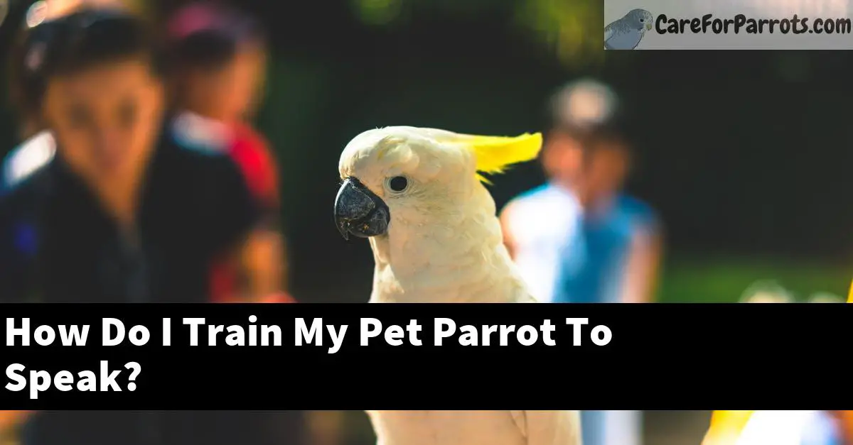 How Do I Train My Pet Parrot To Speak?