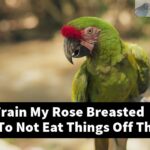 How Do I Train My Rose Breasted Cockatoo To Not Eat Things Off The Ground?