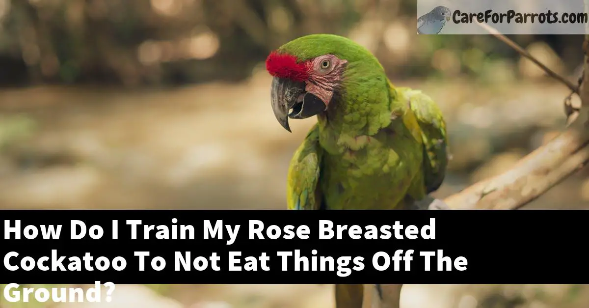How Do I Train My Rose Breasted Cockatoo To Not Eat Things Off The Ground?