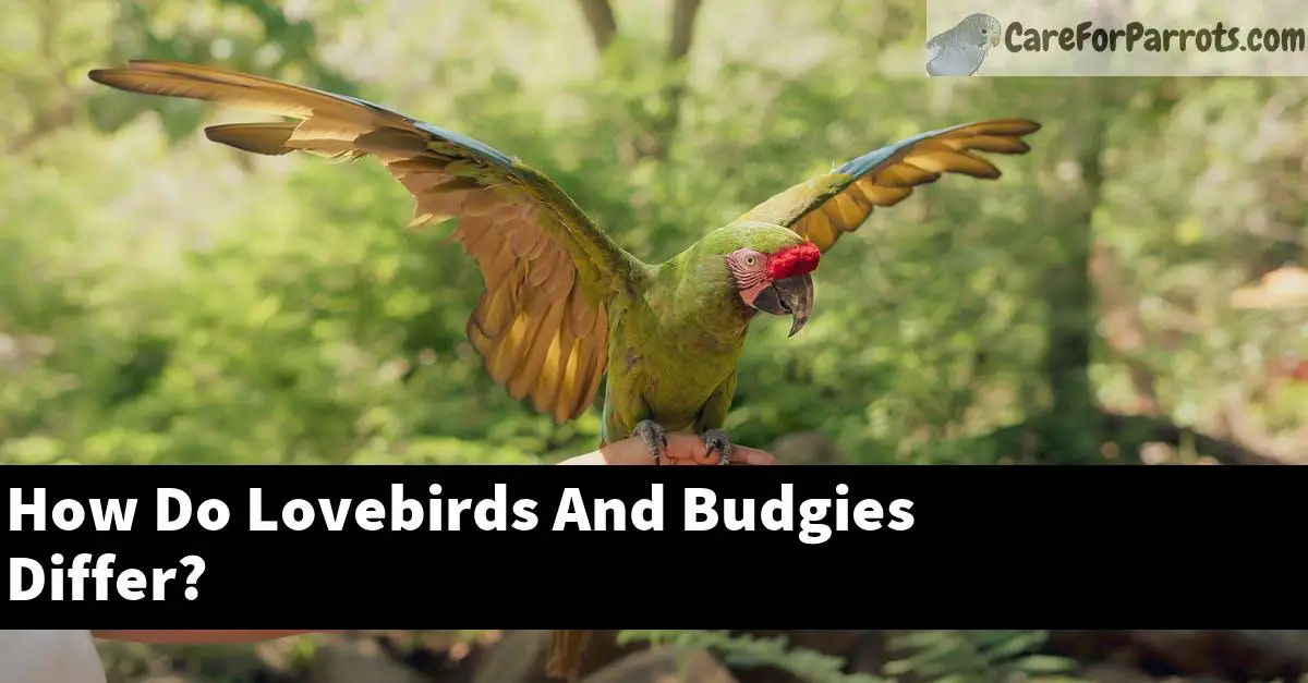 How Do Lovebirds And Budgies Differ?