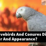 How Do Lovebirds And Conures Differ In Behavior And Appearance?