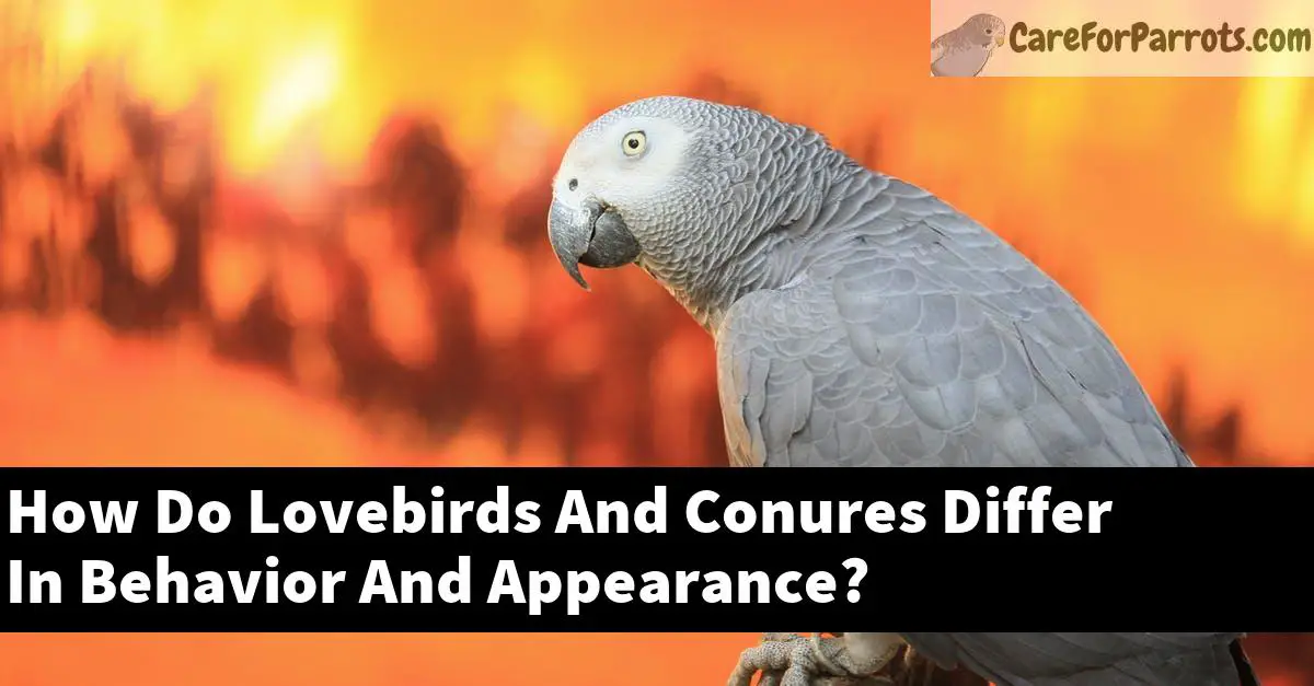 How Do Lovebirds And Conures Differ In Behavior And Appearance?