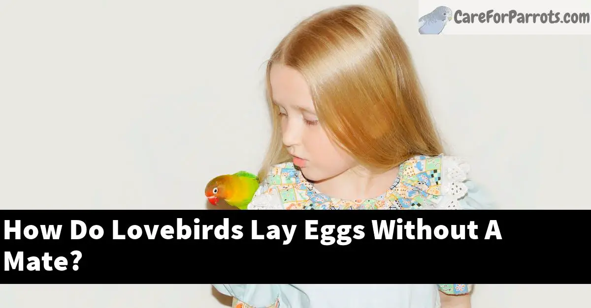 How Do Lovebirds Lay Eggs Without A Mate?