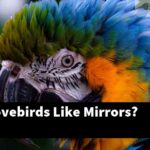 How Do Lovebirds Like Mirrors?
