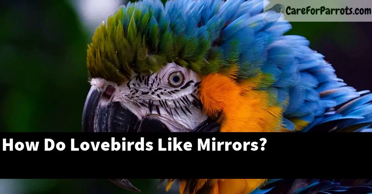 How Do Lovebirds Like Mirrors?