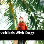 How Do Lovebirds With Dogs Interact?