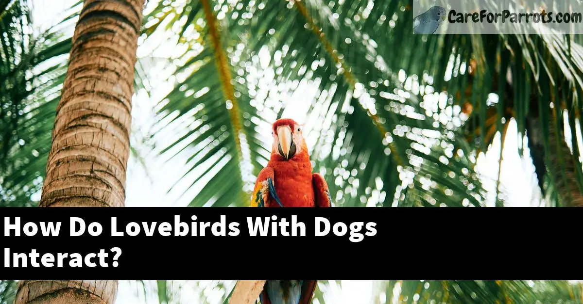 How Do Lovebirds With Dogs Interact?