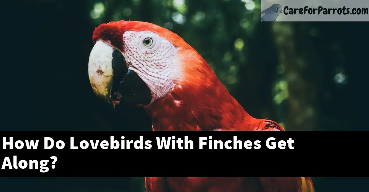 How Do Lovebirds With Finches Get Along?