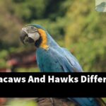 How Do Macaws And Hawks Differ?