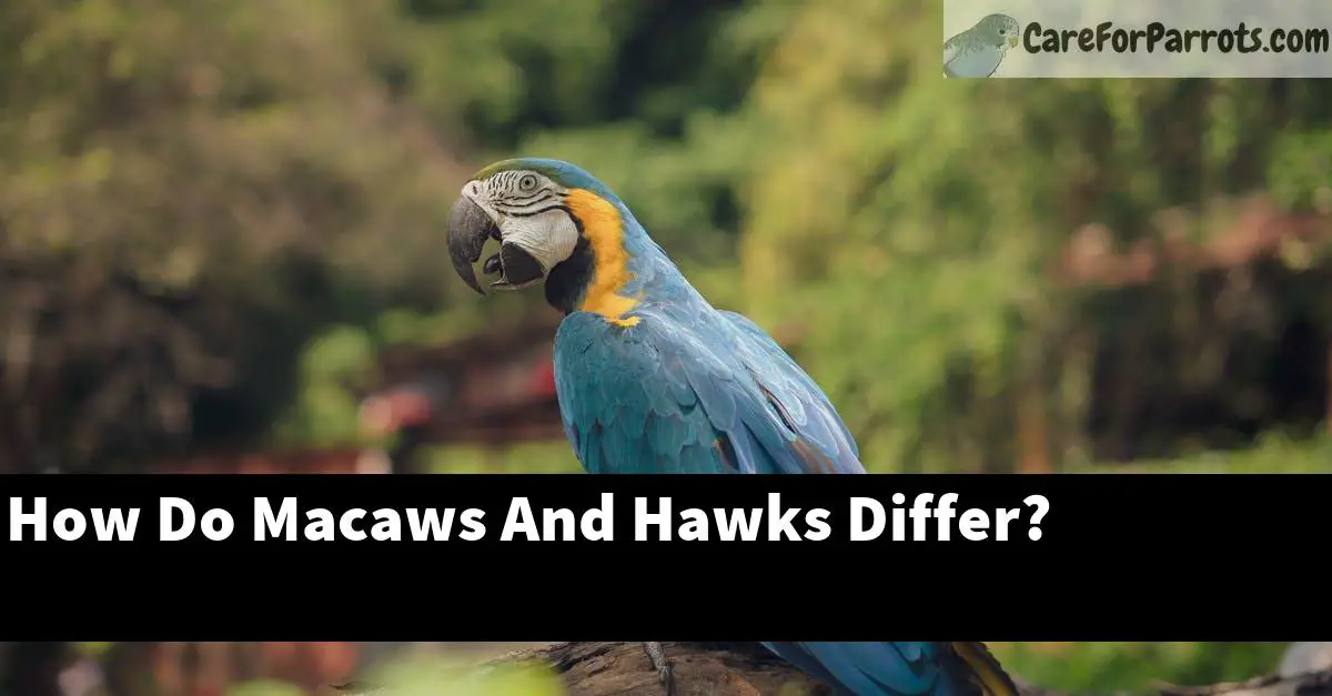 How Do Macaws And Hawks Differ?