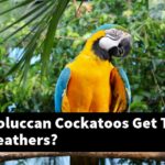 How Do Moluccan Cockatoos Get Their Colorful Feathers?