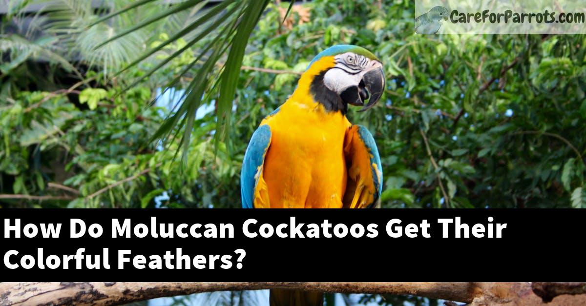 How Do Moluccan Cockatoos Get Their Colorful Feathers?