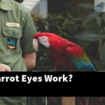How Do Parrot Eyes Work?