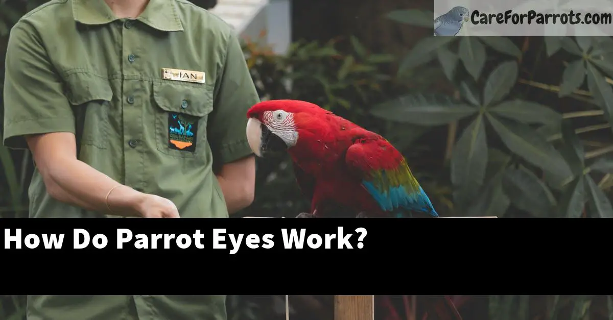 How Do Parrot Eyes Work?