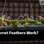 How Do Parrot Feathers Work?