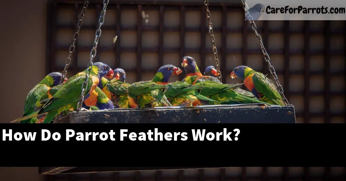 How Do Parrot Feathers Work?