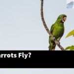 How Do Parrots Fly?
