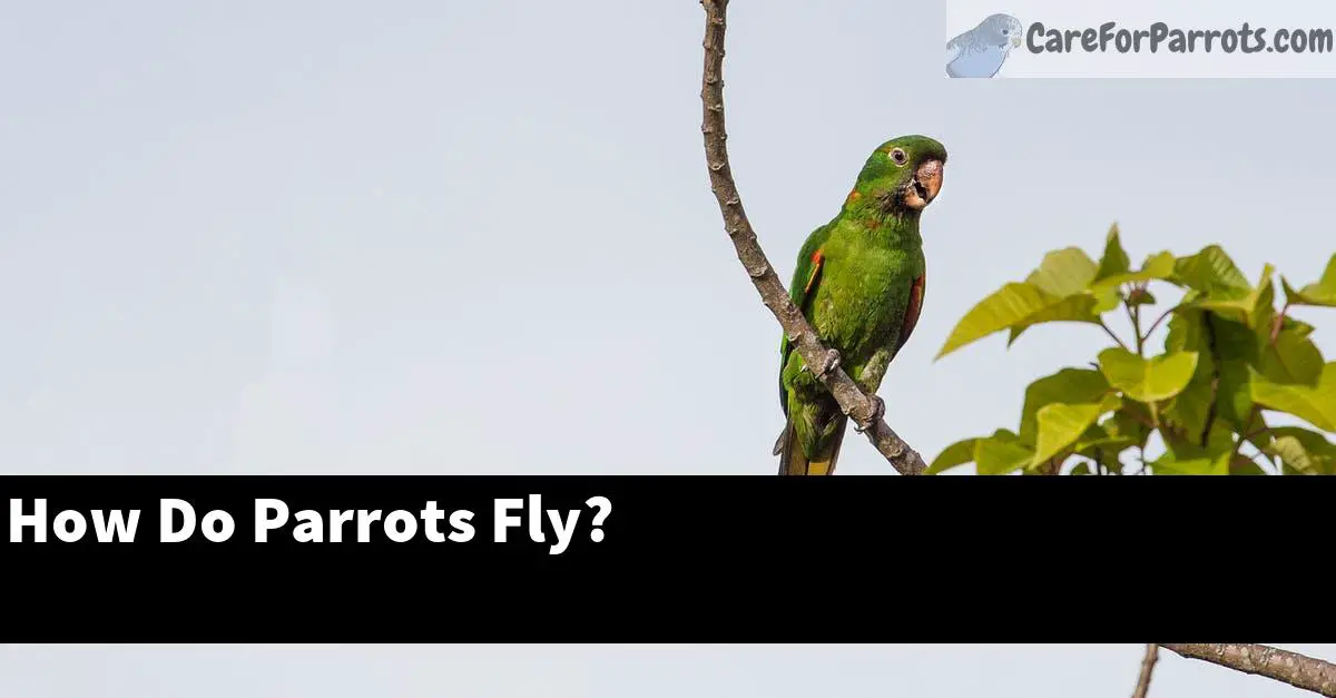 How Do Parrots Fly?