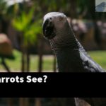 How Do Parrots See?