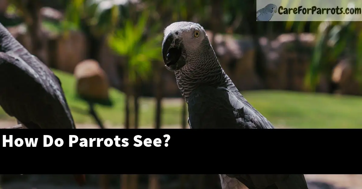 How Do Parrots See?