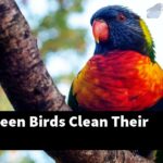 How Do Preen Birds Clean Their Feathers?