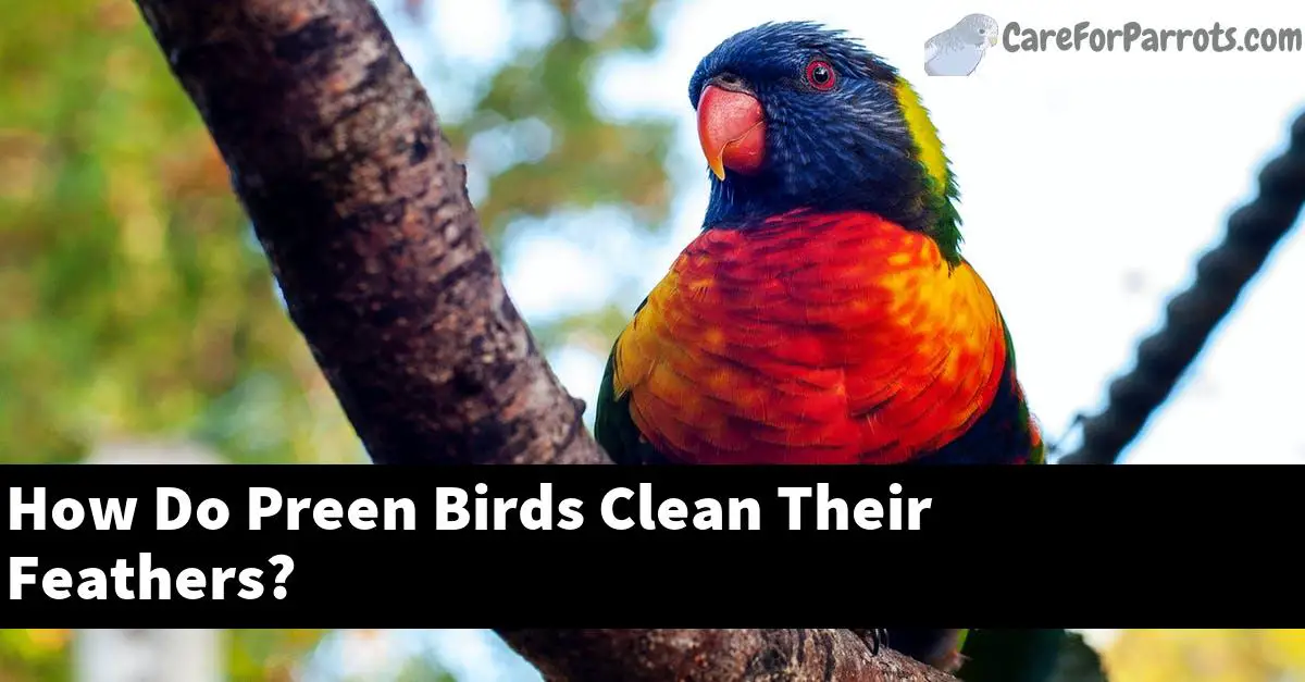 How Do Preen Birds Clean Their Feathers? Care For Parrots