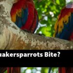 How Do Quakersparrots Bite?